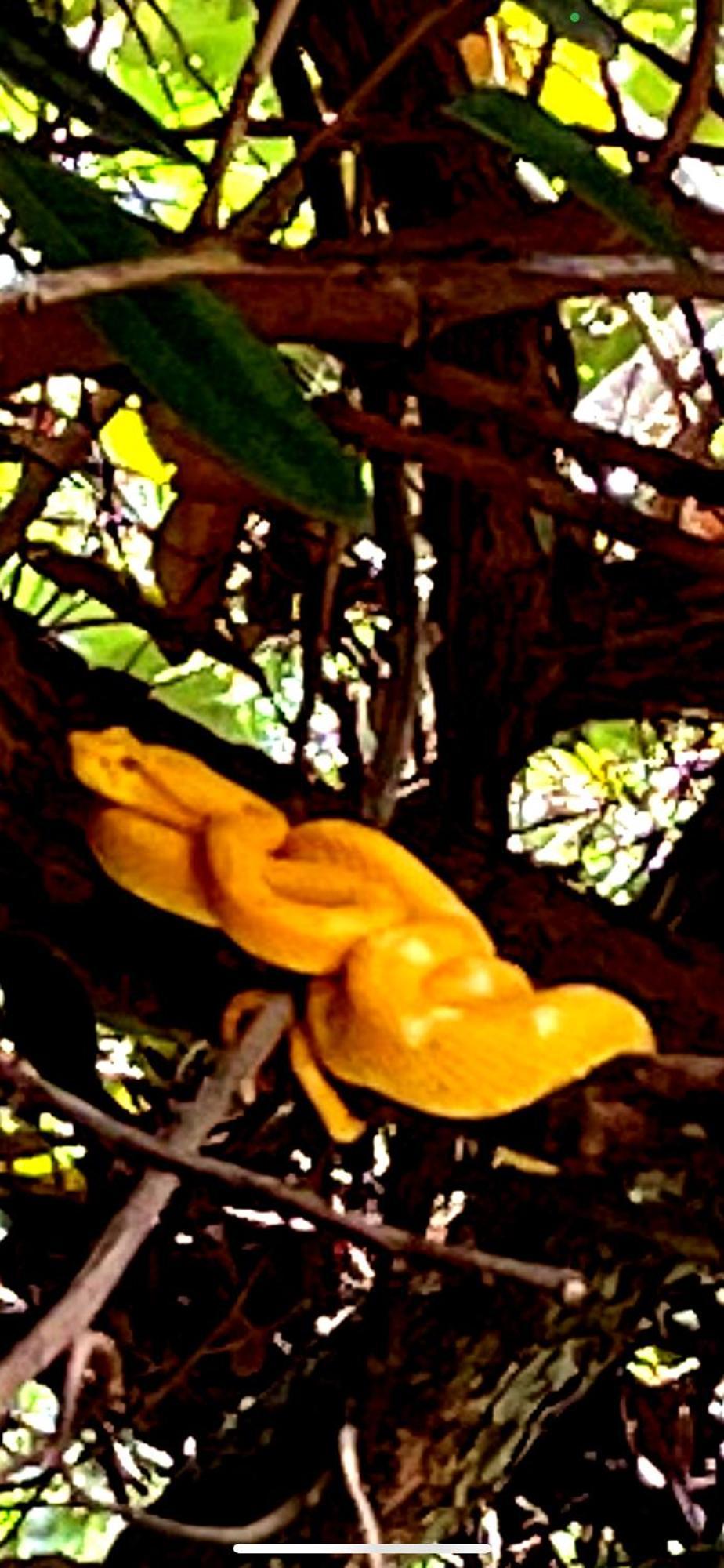 Papaya Wildlife Lodge Cahuita Exterior photo