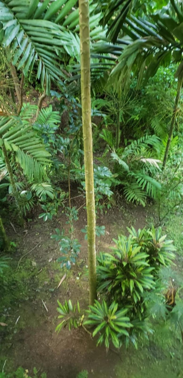 Papaya Wildlife Lodge Cahuita Exterior photo