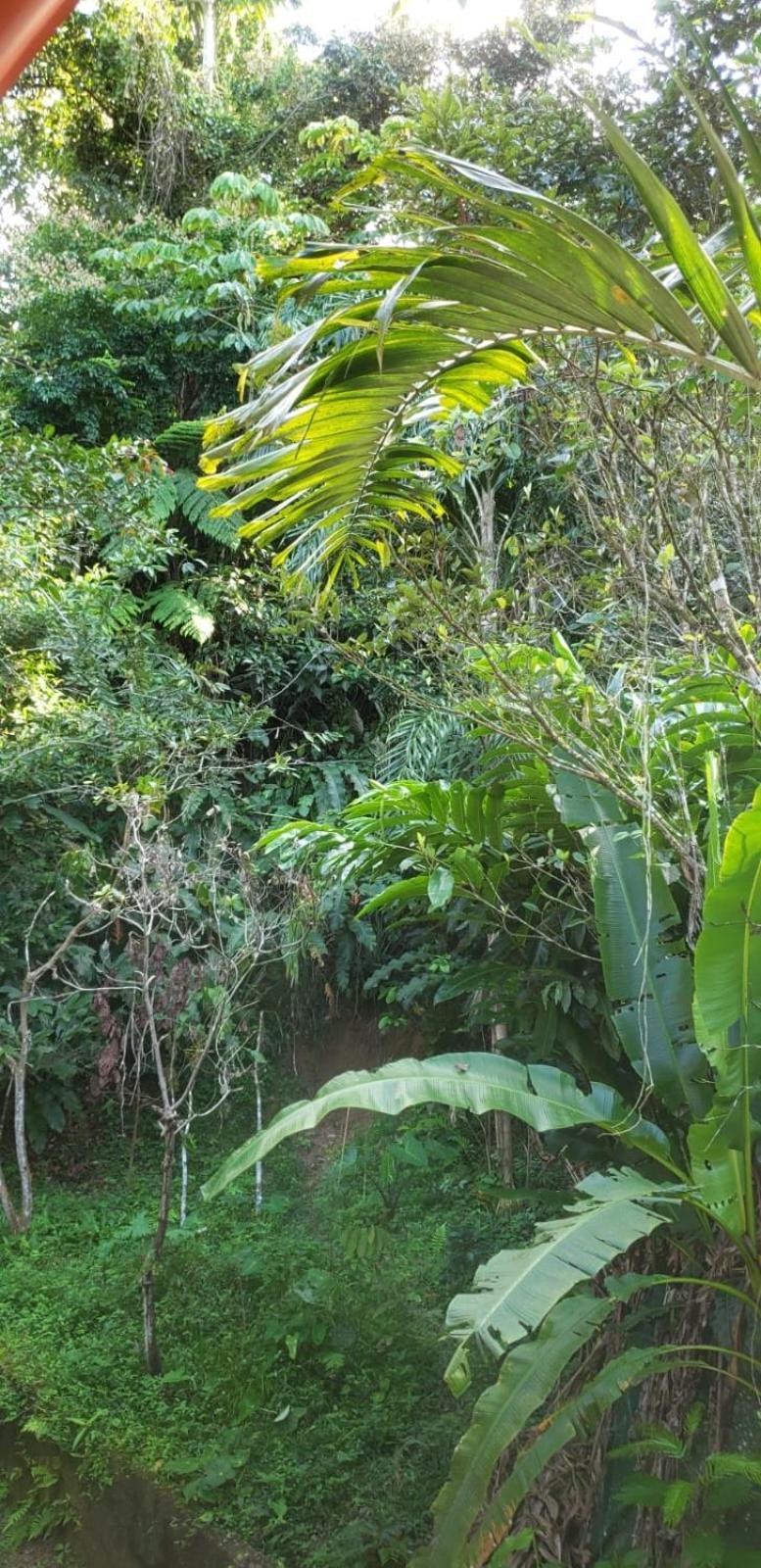 Papaya Wildlife Lodge Cahuita Exterior photo