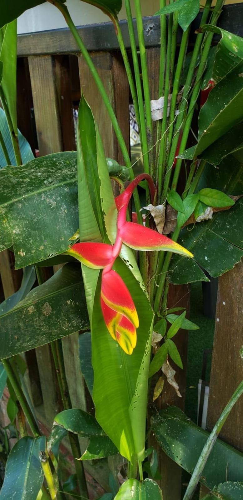 Papaya Wildlife Lodge Cahuita Exterior photo