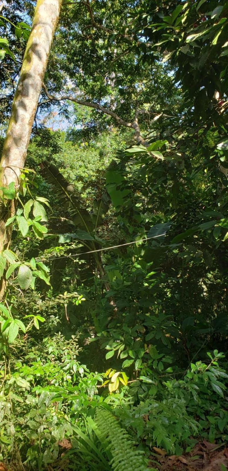 Papaya Wildlife Lodge Cahuita Exterior photo